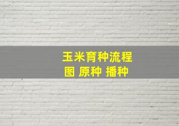 玉米育种流程图 原种 播种